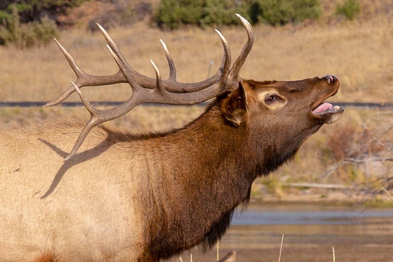 Great Outdoors - Permit #3428 Villa Estes Park Eksteriør billede